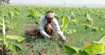 বিঘাপ্রতি পেঁয়াজের ফলন ২০০ মণ, তবুও লোকসান