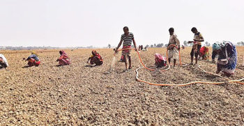 সিন্ডিকেটে বাড়ছে তরমুজের উৎপাদন ব্যয়