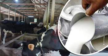 দুধ বিক্রি করে খরচের টাকাই উঠছে না খামারিদের