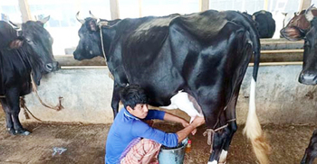 দুধ বিক্রি করে গো-খাদ্যও হচ্ছে না খামারিদের