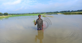 ঢলের পানিতে তলিয়ে গেছে ৩০০ একর আমনের ক্ষেত