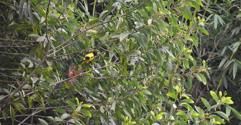 প্রকৃতিতে কমেছে চিরচেনা ‘কুটুম’ পাখি