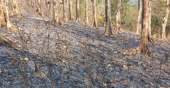 আগুনে পুড়লো লাঠিটিলা বনের এক কিলোমিটার, জানে না বন বিভাগ