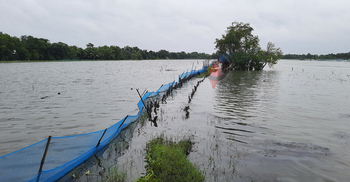 বৃষ্টি-জোয়ারে মোংলায় ডুবলো ১৯২০ চিংড়ির ঘের, কোটি টাকা ক্ষতি