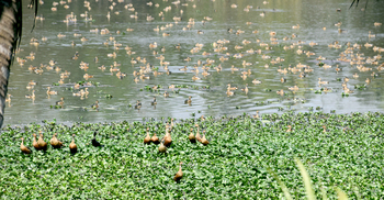 বাড়ছে গরম, এবার পরিযায়ী বিদায়ের পালা