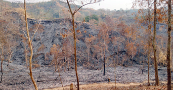 আগুনে পুড়ছে সংরক্ষিত বন, অনাকাঙ্ক্ষিত বললেন কর্মকর্তা