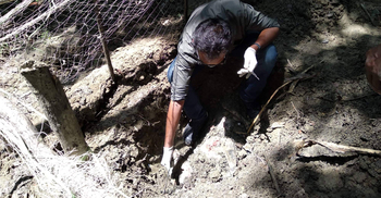 ৭০ বছর পর ফিরে আসা নেকড়েকে পিটিয়ে হত্যা