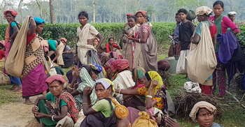 চা শ্রমিকদের মজুরি বাড়ল ১৮ টাকা