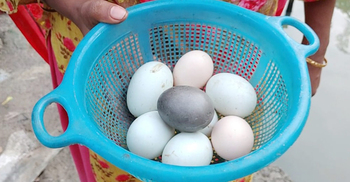 এবার মোংলায় সন্ধান মিললো কালো ডিম পাড়া হাঁসের