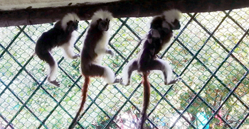 সাফারি পার্কে ‘পকেট মাঙ্কি’র ঘরে দুই নতুন অতিথি