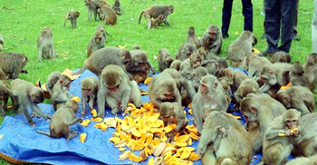 খাদ্য সঙ্কটে রাজবন বিহারের সহস্রাধিক বানর