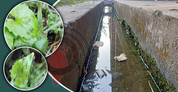 চলতি মাসে মশার উপদ্রব বেড়ে যেতে পারে ৪ গুণ: গবেষণা