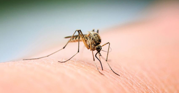 Here’s why mosquitoes are attracted to some people more than others