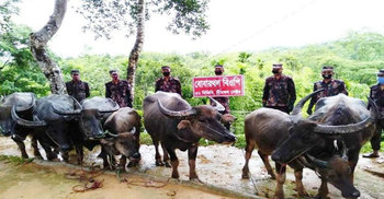 মৌলভীবাজারে ভারতীয় মহিষের চালান আটক