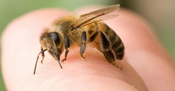 মৌমাছির কামড়ে সাংবাদিকসহ আহত ১৮