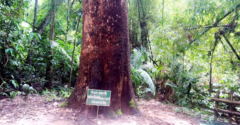 ‘মারা গেলো’ লাউয়াছড়ার বিরল গাছ টিকওক