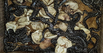 ডিম থেকে একে একে বেরিয়ে এলো ২২ অজগরের বাচ্চা