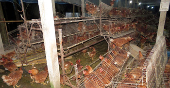 রাতের আঁধারে পোল্ট্রি খামার তছনছ করলেন উপজেলা চেয়ারম্যান