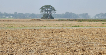হামলা-মামলায় গ্রামছাড়া ৬০ পরিবার, হচ্ছে না ৯১ বিঘা জমির আলুচাষ