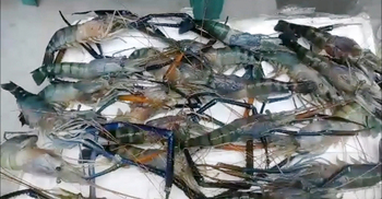 জেলিযুক্ত ৩৮ মণ চিংড়ি জব্দ