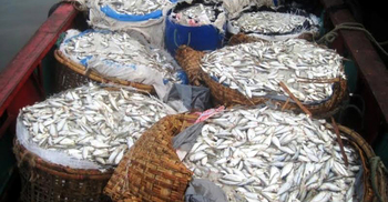 মুন্সিগঞ্জে ট্রলারভর্তি ৫ মেট্রিক টন জাটকা জব্দ