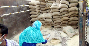 সরকারি গুদামে পচা চাল, কর্মকর্তাসহ ১৭ জনের বিরুদ্ধে মামলা