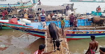 নারায়ণগঞ্জের পশুহাটে আসছে গরু, বাড়ছে ক্রেতা