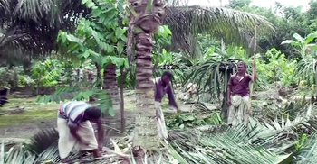 ফল না ধরায় ক্ষোভে কেটে সাফ করলেন নারিকেল বাগান