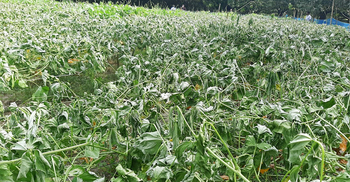 রাতের আঁধারে ৩০০ শিমগাছ কেটে ফেললো দুর্বৃত্তরা