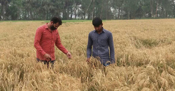 করোনা সংকটের মধ্যে ১০ বিঘা জমির পাকা ধান নষ্ট করল দুর্বৃত্তরা