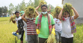 কৃষকের ধান কাটতে গেলেন আ.লীগ নেতা সফিক