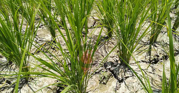 নওগাঁয় বৃষ্টি না হওয়ায় জমি ফেটে চৌচির, ব্যাহত আমন চাষ