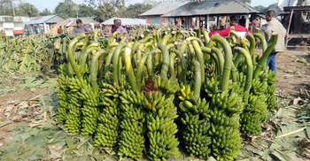 নওগাঁয় কলাচাষে ঝুঁকছেন চাষিরা, প্রতি হাটে অর্ধকোটি টাকার বেচাকেনা