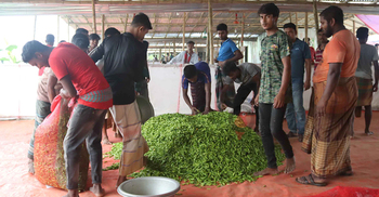 নওগাঁয় কাঁচামরিচের কেজি ৫০ টাকা