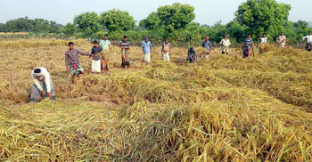 আমন ধানে বিঘাপ্রতি বেশি ফলনের আশা