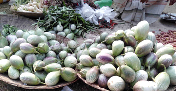 নওগাঁয় বেগুনের কেজি ৫ টাকা