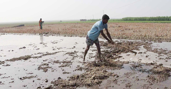 লোকসানের বোঝা নিয়েই নওগাঁয় চলছে ইরি-বোরো আবাদ