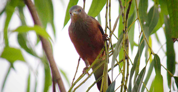 বিলুপ্তির পথে কাঠ শালিক