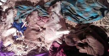 একসঙ্গে চার বাচ্চা জন্ম দিল গাভি