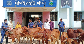 নওগাঁ সীমান্তে ভারতীয় ১০ গরুসহ দুই যুবক আটক