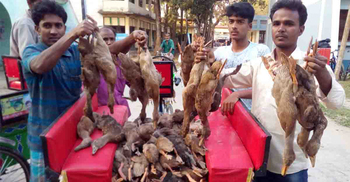 জমিতে মুখ লাগাতেই মরে গেল ১৭১টি হাঁস