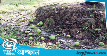 ঘূর্ণিঝড় আম্ফানে নওগাঁয় ৪০ শতাংশ আম ঝরে পড়েছে