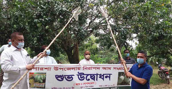 এক জেলাতেই হাজার কোটি টাকার আম বিক্রির সম্ভাবনা