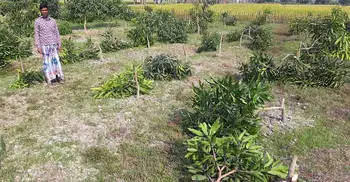 ৫০ লাখ টাকার আমগাছ কেটে ফেলল দুর্বৃত্তরা