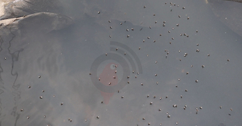 মশার উপদ্রবে অতিষ্ঠ নওগাঁ পৌরবাসী