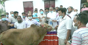 নওগাঁয় আশ্রয়ণের বাসিন্দাদের কোরবানির গরু উপহার দিলেন এমপি হেলাল