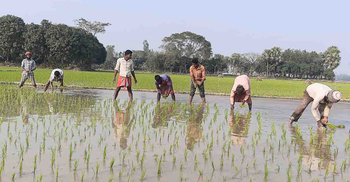 নওগাঁয় ২ লাখ হেক্টর জমিতে আমনের চাষ
