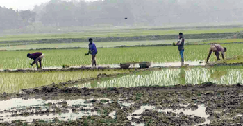 তীব্র শীতে নওগাঁয় বোরো রোপণে বিঘ্ন
