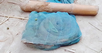 নওগাঁয় ধরা পড়লো বিষধর চন্দ্রবোড়া