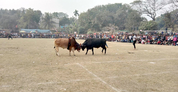 নড়াইলে ষাঁড়ের লড়াই দেখতে হাজারো মানুষের ভিড়
